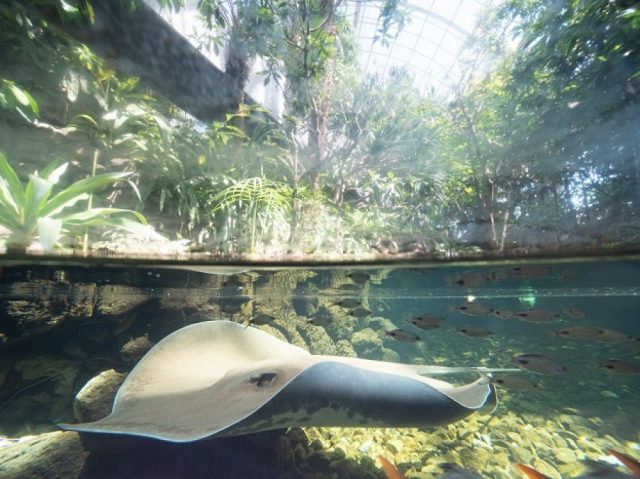 板橋区立熱帯環境植物館