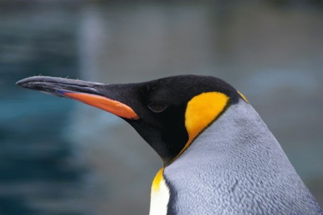旭山動物園のペンギン