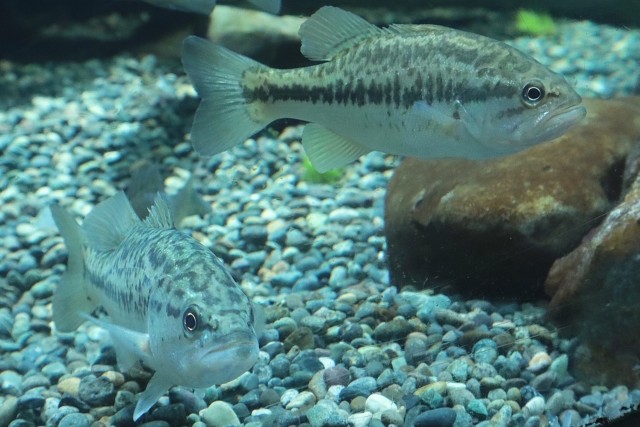 滋賀県立琵琶湖博物館