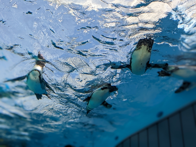 サンシャイン水族館のペンギン