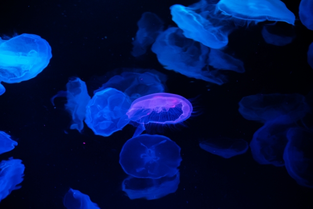 すみだ水族館のクラゲ