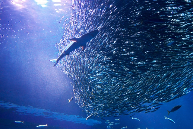 アクアワールド茨城県大洗水族館のイワシの大群とサメ