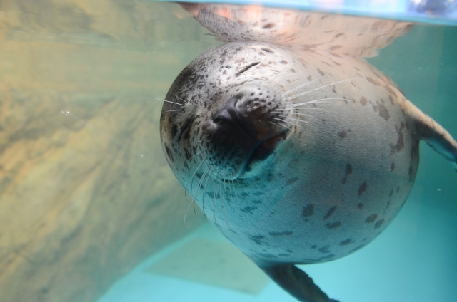 しながわ水族館のアザラシ