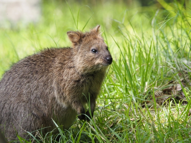 埼玉県こども動物自然公園のクオッカ