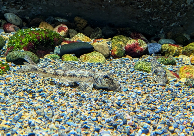 井の頭自然文化園 水生物館のカマツカ