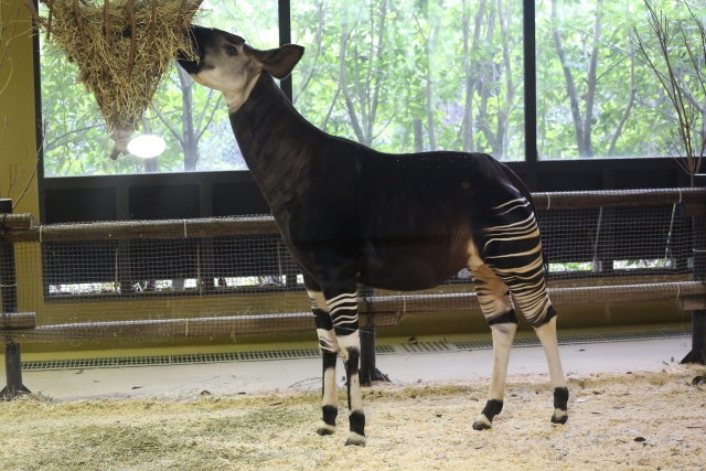 よこはま動物園ズーラシアのオカピ