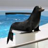 鴨川シーワールドのアシカ