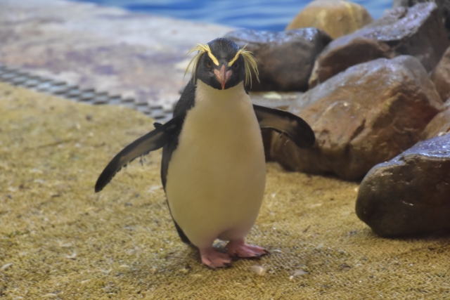 アドベンチャーワールドのペンギン