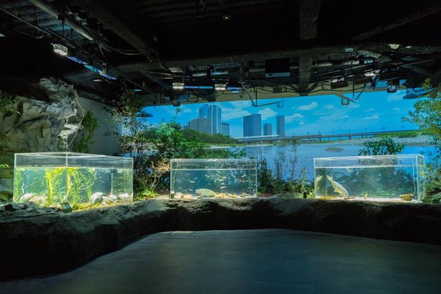 カワスイ 川崎水族館