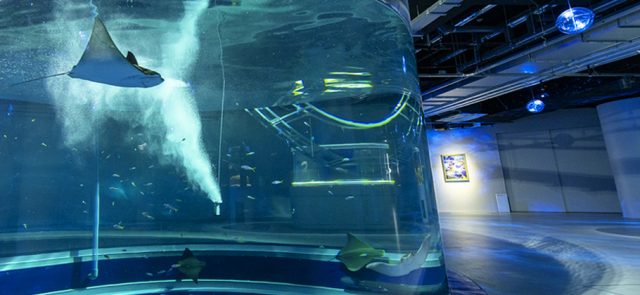 AQUARIUM×ART átoa