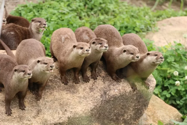 神戸どうぶつ王国