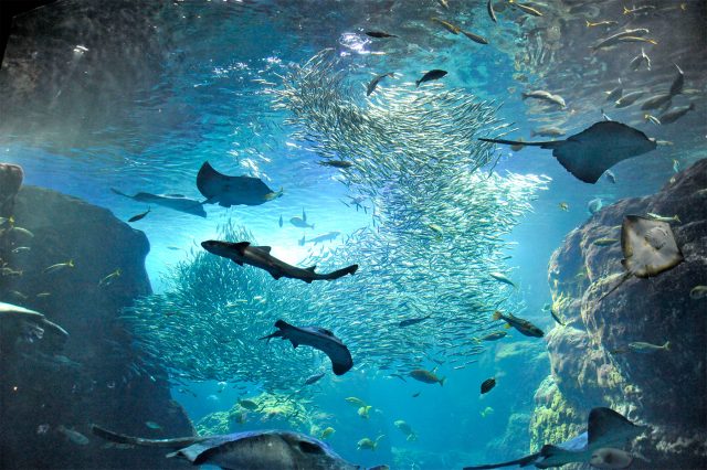 新江ノ島水族館